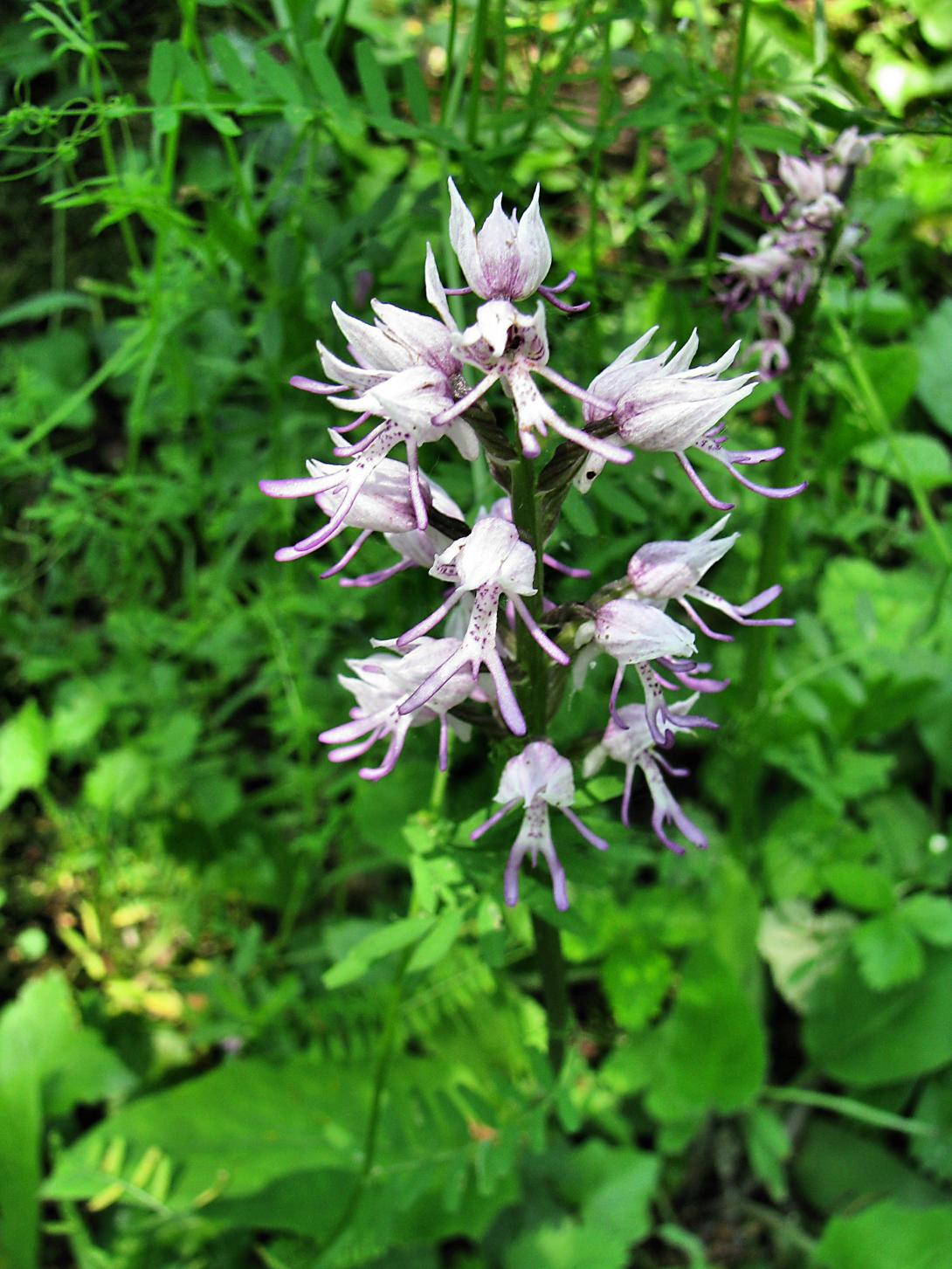 Blume mit weißen, pink gesprenkelten Blüten