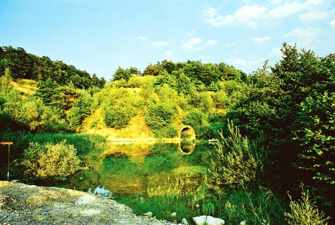 See mit vielen Pflanzen am Ufer