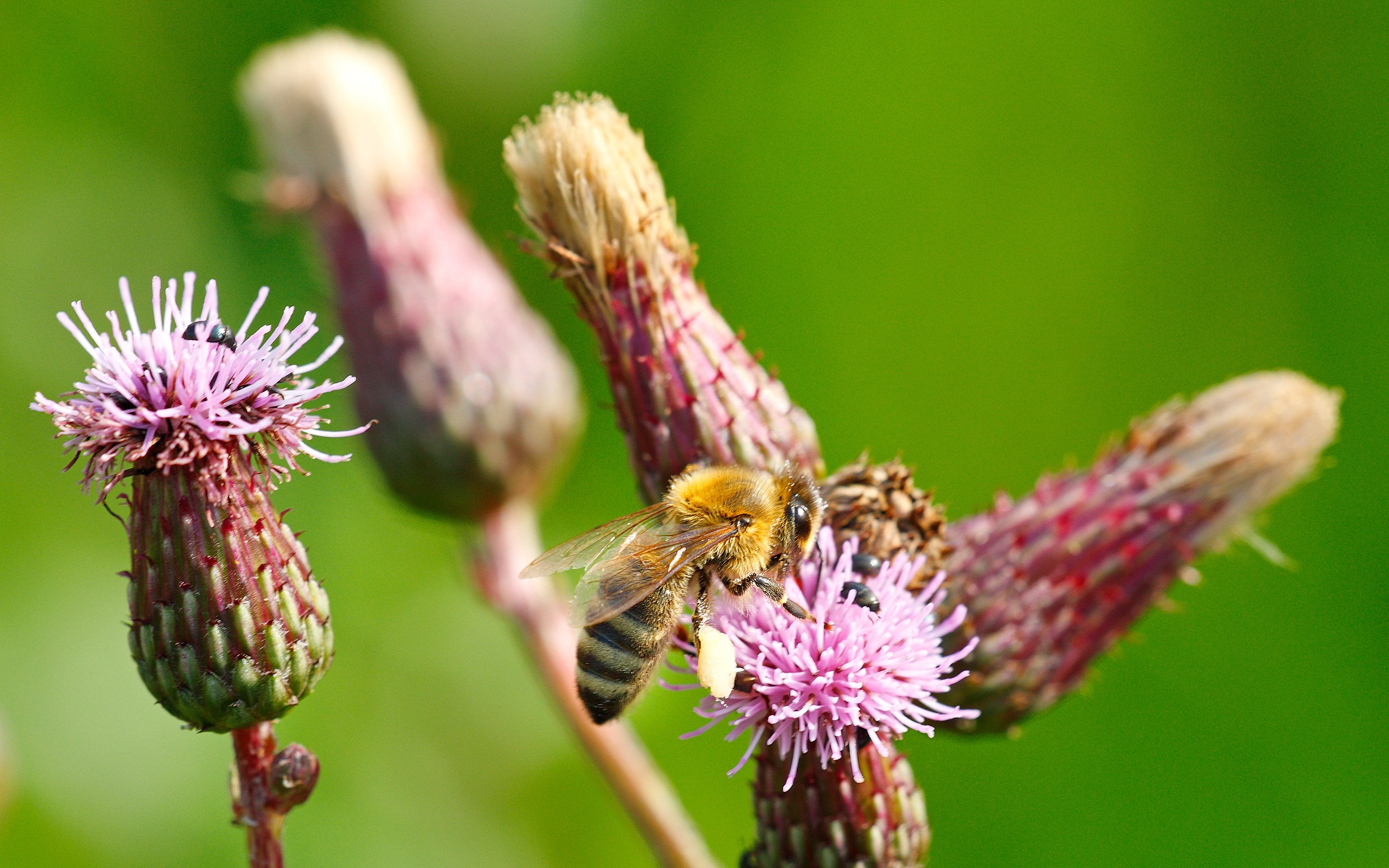 Eine Nahaufnahme von einer Biene, die auf einer Blume sitzt