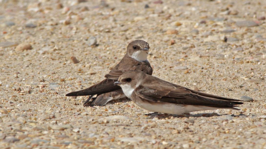 Two brown birds sitting on sandy ground