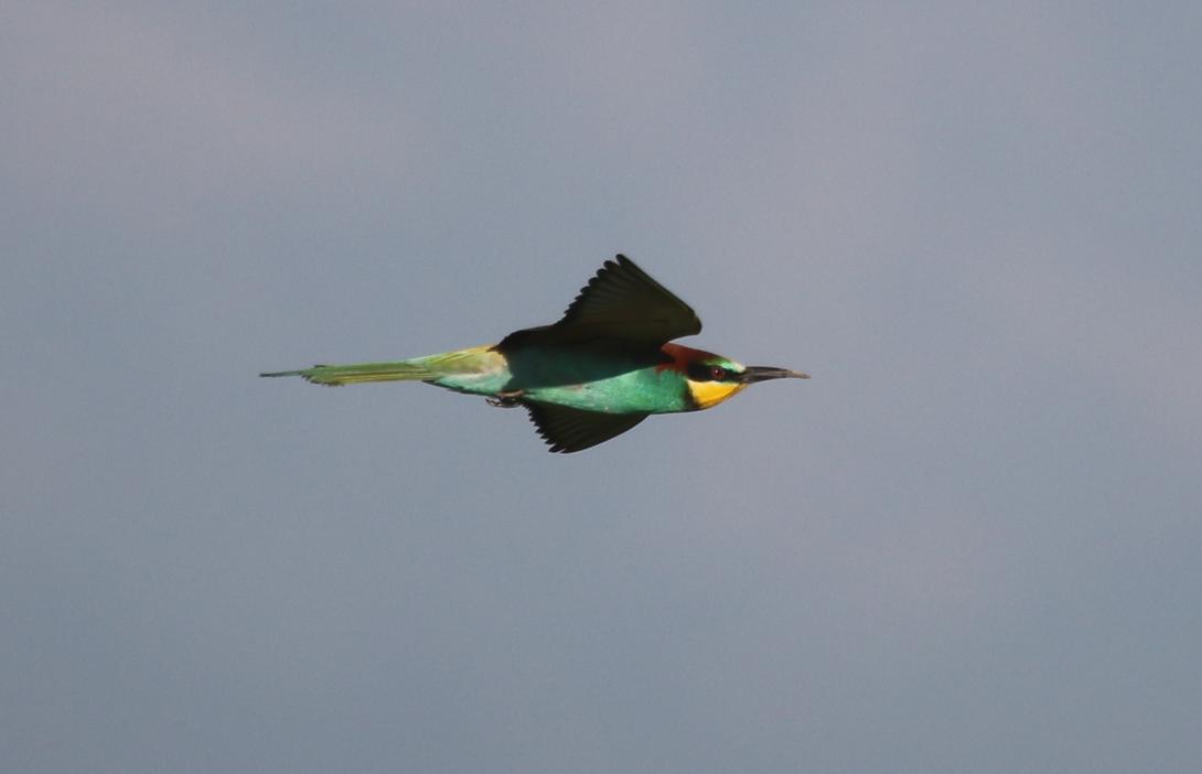 Flying green bird with light green tail and yellow neck