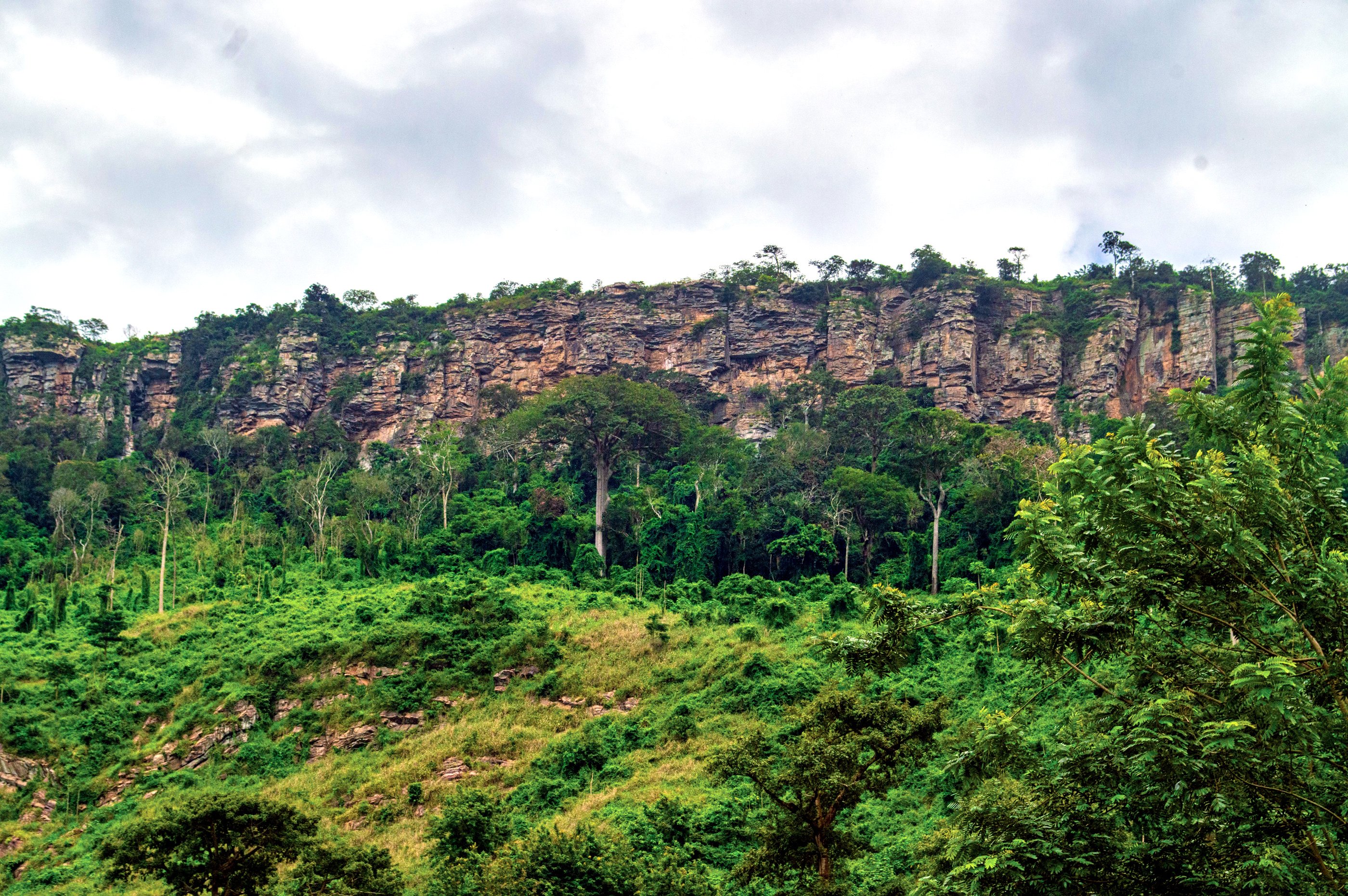 A cliff in a jungle, trees and bushes are growing on the the cliff