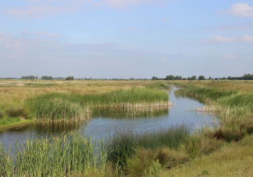 Ein weites, grasiges Feuchtgebiet mit einem gewundenen Flusskanal. Hohe Schilfrohre säumen die Ufer des Flusses, und der Himmel ist klar und blau.