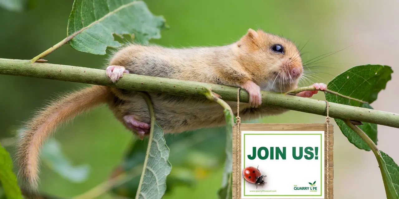 A little mouse is climbing on a small green branch, there is a small sign on the branch that says Join us