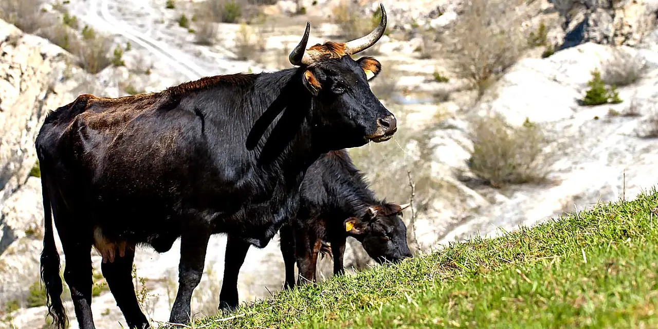 A Taurus cow with long, curved horns stands on a grassy hillside, overlooking a rocky landscape. A smaller calf grazes beside her.