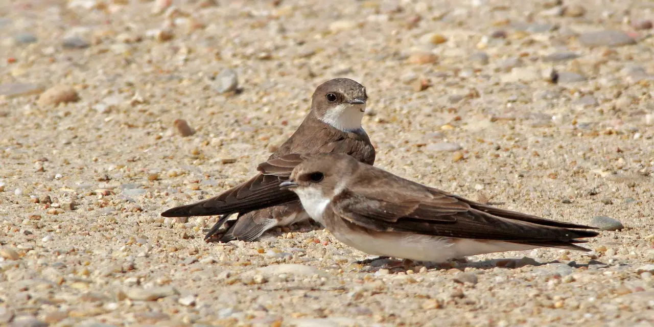 Two Sand Martins resting on a gravel surface, with one bird looking towards the camera and the other facing forward with its head turned slightly to the side.