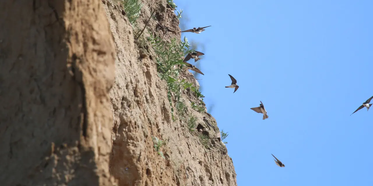 A group of sand martins in flight near a sandy cliff, showcasing their dynamic movement and natural habitat.