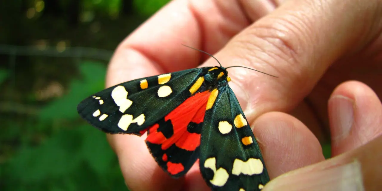 A black and red butterfly with white and yellow spots, a Scarlet Tiger Moth, sits on a human hand.