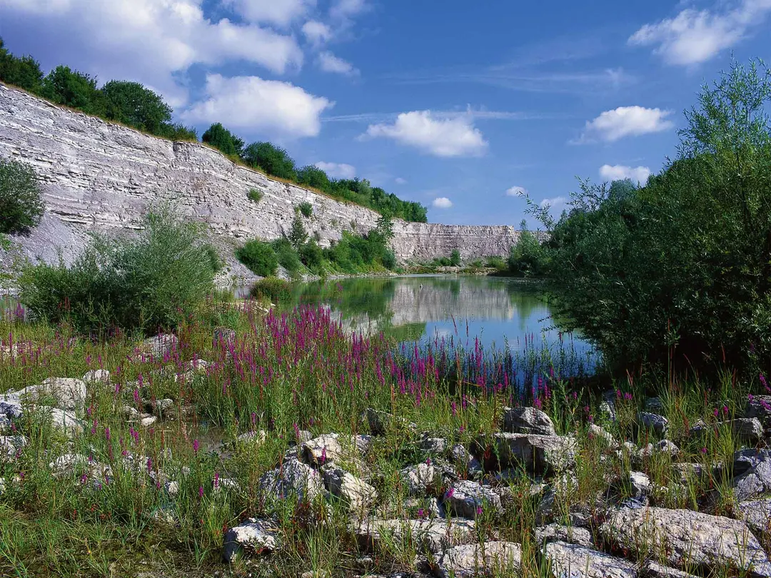 A serene quarry pond bordered by lush greenery and vibrant purple flowers under a clear blue sky