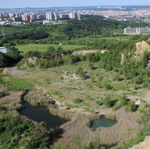 Grüne Fläche mit vielen Bäumen und Büschen, im Hintergrund eine Stadt mit Hochhäusern