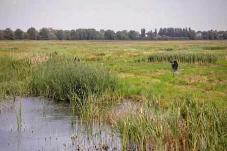 A person walking through a wetland area with tall grasses and a small pond.