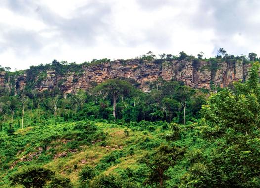 A cliff in a jungle, trees and bushes are growing on the the cliff