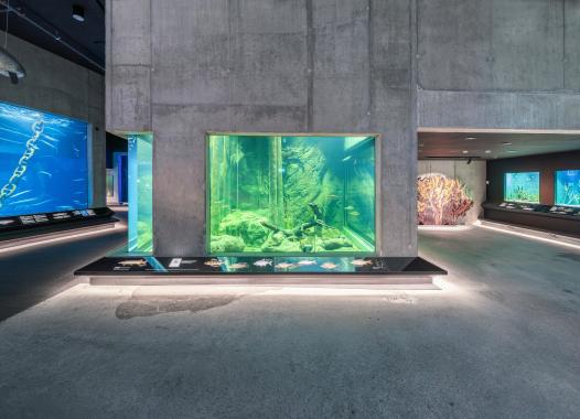 Ein Aquarium in der Mitte eines großen Innenraums; das Aquariumbecken, die Wände und die Decke sind aus Beton.